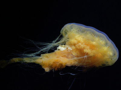 Deep sea image of a yellow jellyfish.