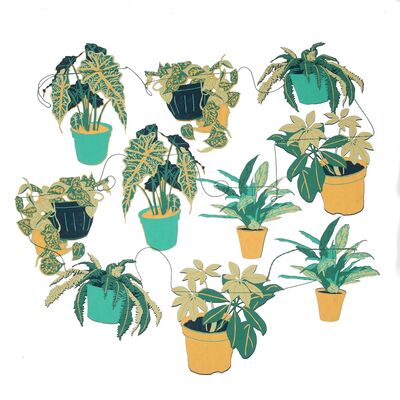 A variety of paper house plants in pots