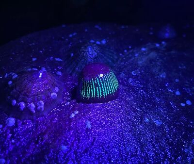 Sea creatures and shells lit up with a blue light.