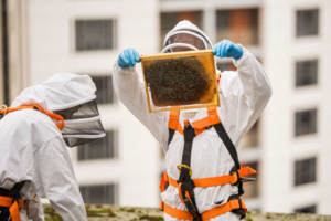  Two bee keepers hold up bees