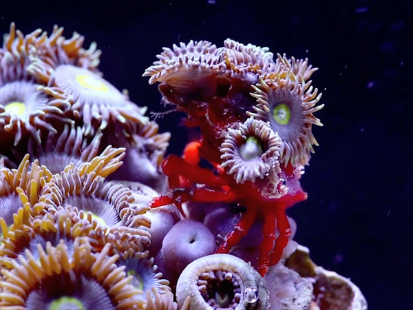 Deep sea image of light pink sea creatures.