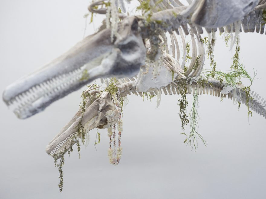 A hanging dolphin skeleton