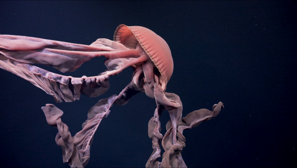 Underwater photo of a large pink jellyfish.