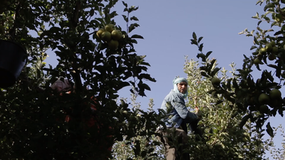 Man wearing a scarf around his head and a blue shirt stood amongst some trees picking apples.