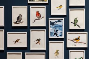 Painted birds in white frames
