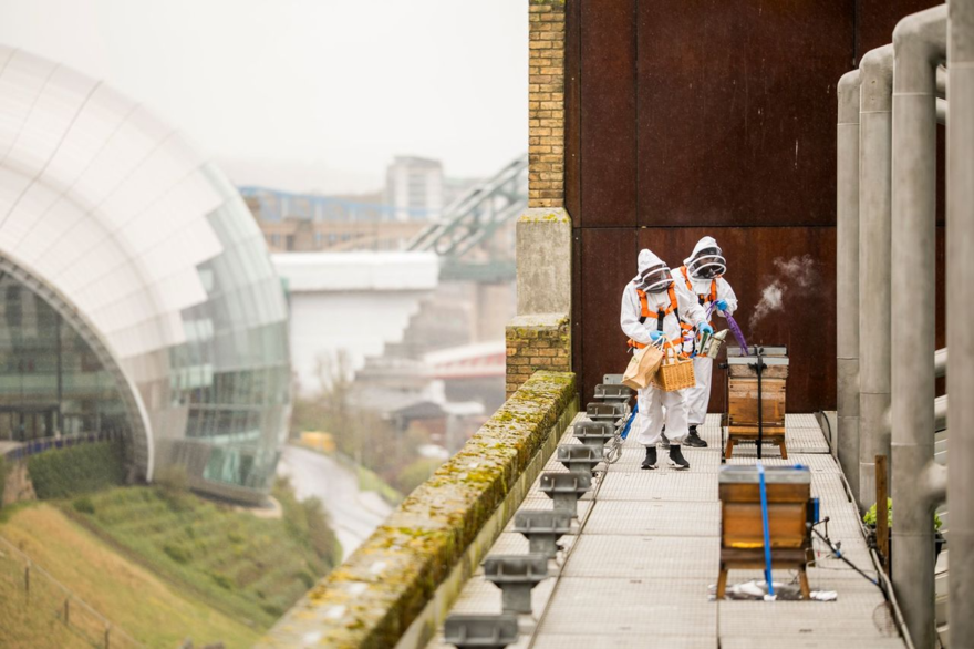 Two people in beekeeping suits stand on Baltic rooftop 