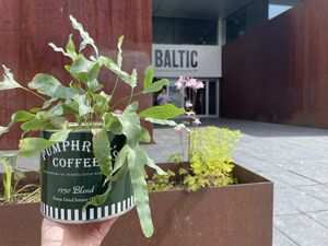 Houseplant in pot, held in front of Baltic