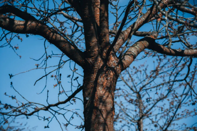 Tree in the sunshine with blue skies.