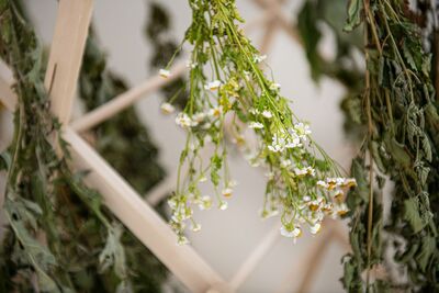 Hanging dried flowers