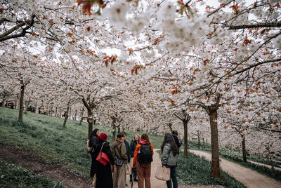 Alnwick Garden cherry blossom trees