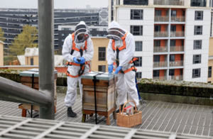 2 bee keepers tend to the bees on Baltic roof