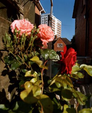 Two pink and one red roses, with urban housing behind. 