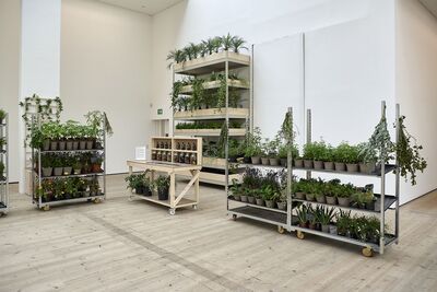 Stacks of plants in trays