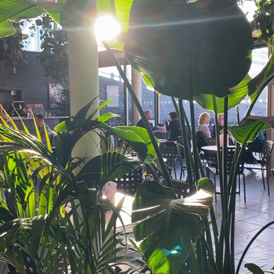 People sat in a cafe with plants in the foreground and the sun coming in through the window.