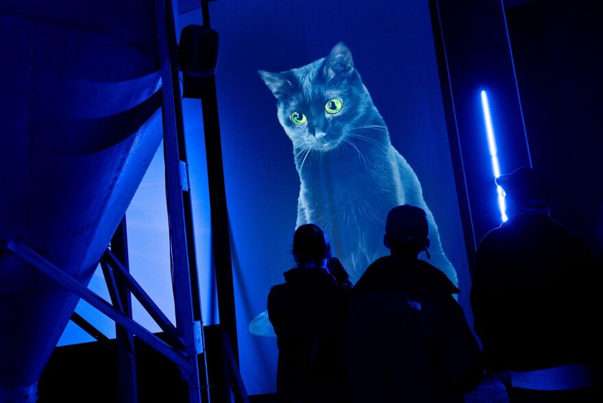 Projected Cat